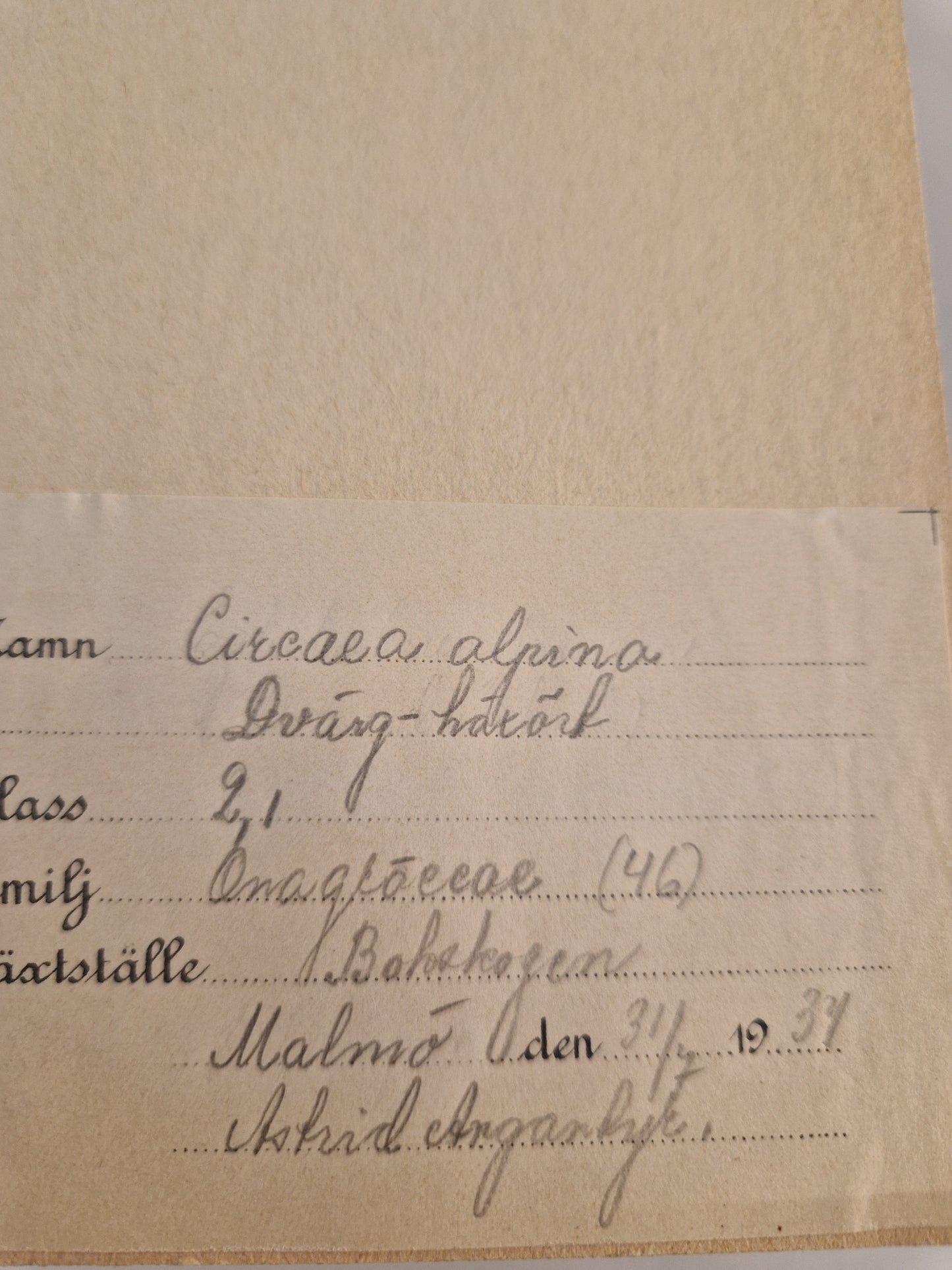 Herbarium från 1934