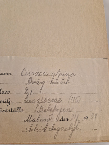 Herbarium från 1934