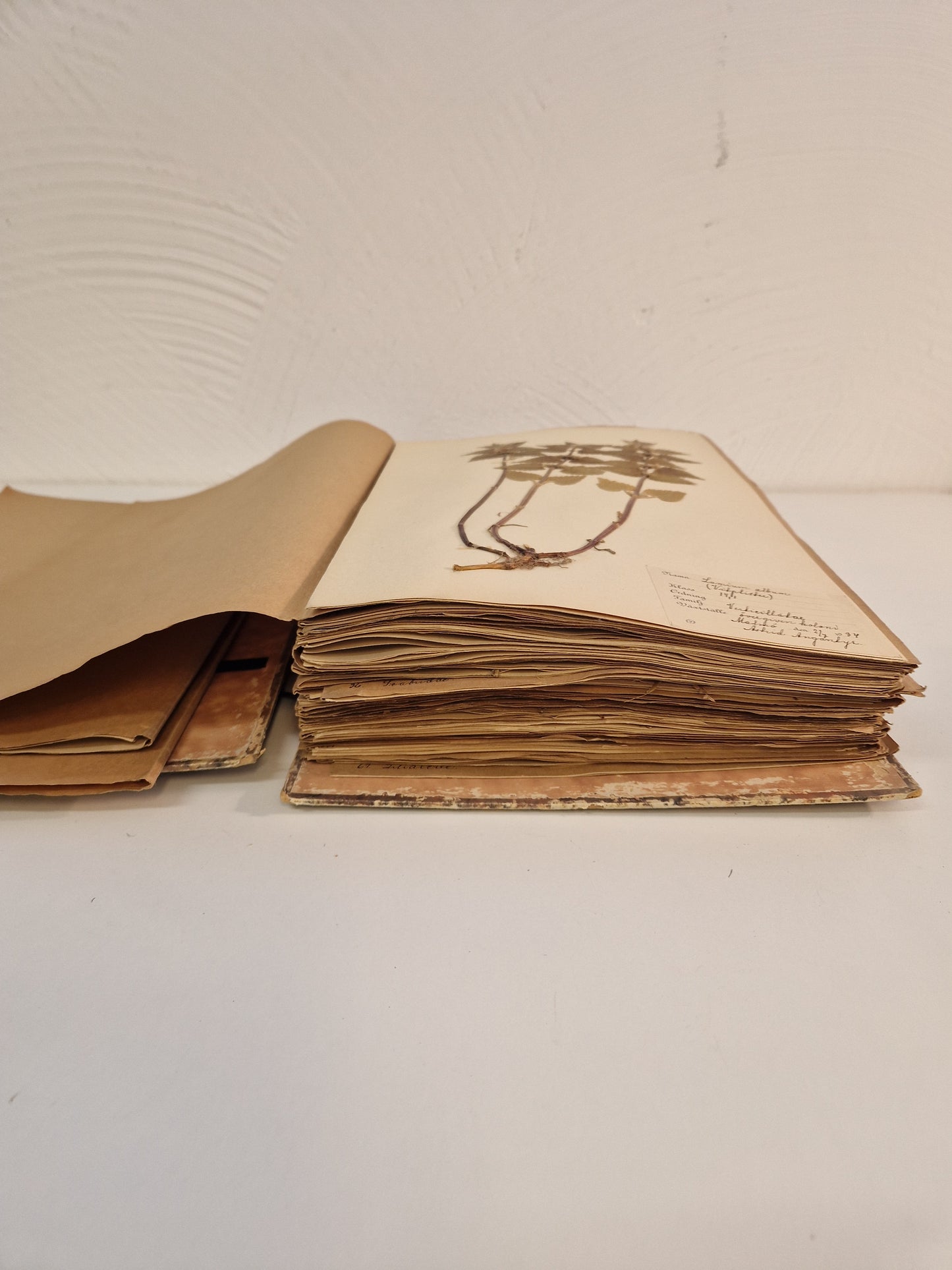 Herbarium från 1934