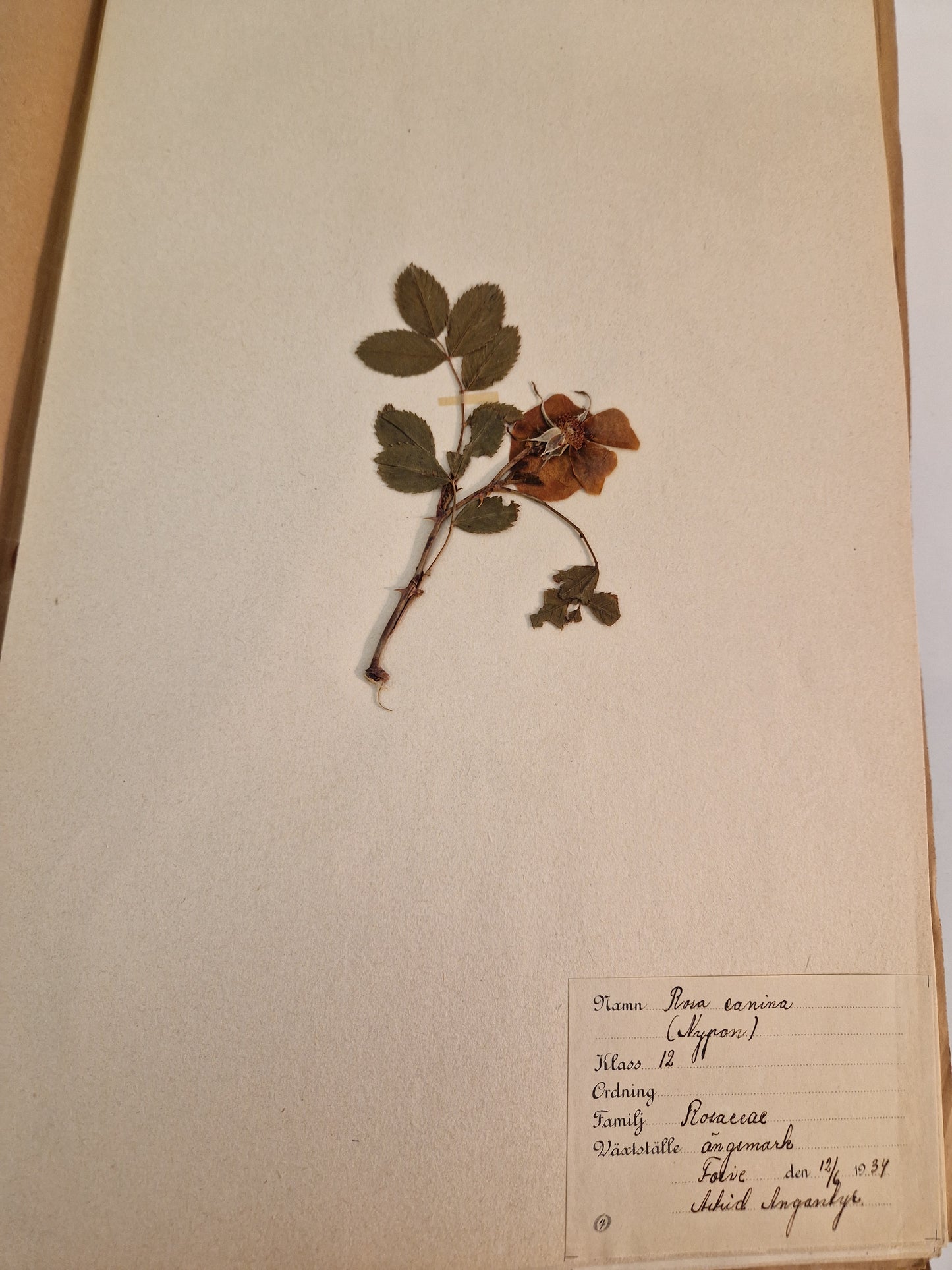 Herbarium från 1934