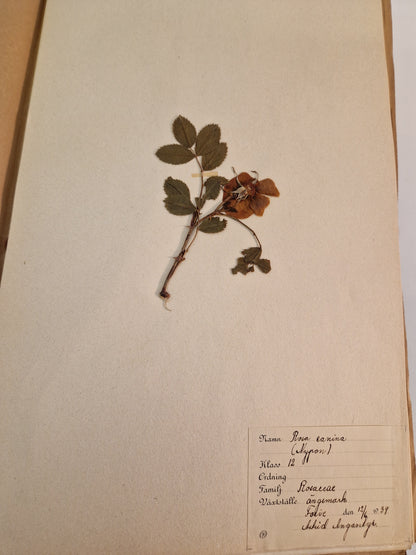 Herbarium från 1934