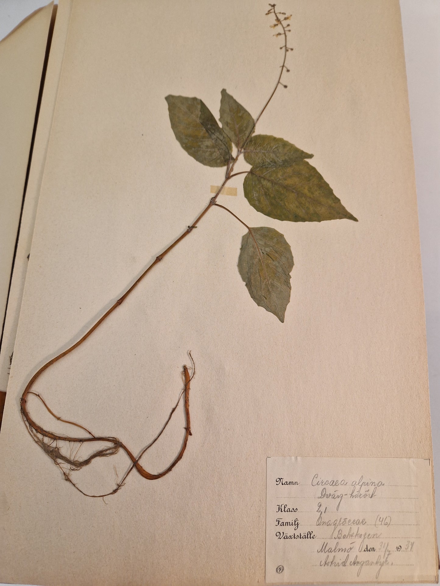 Herbarium från 1934