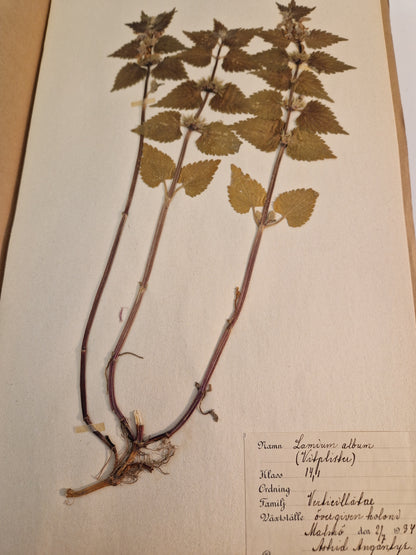 Herbarium från 1934